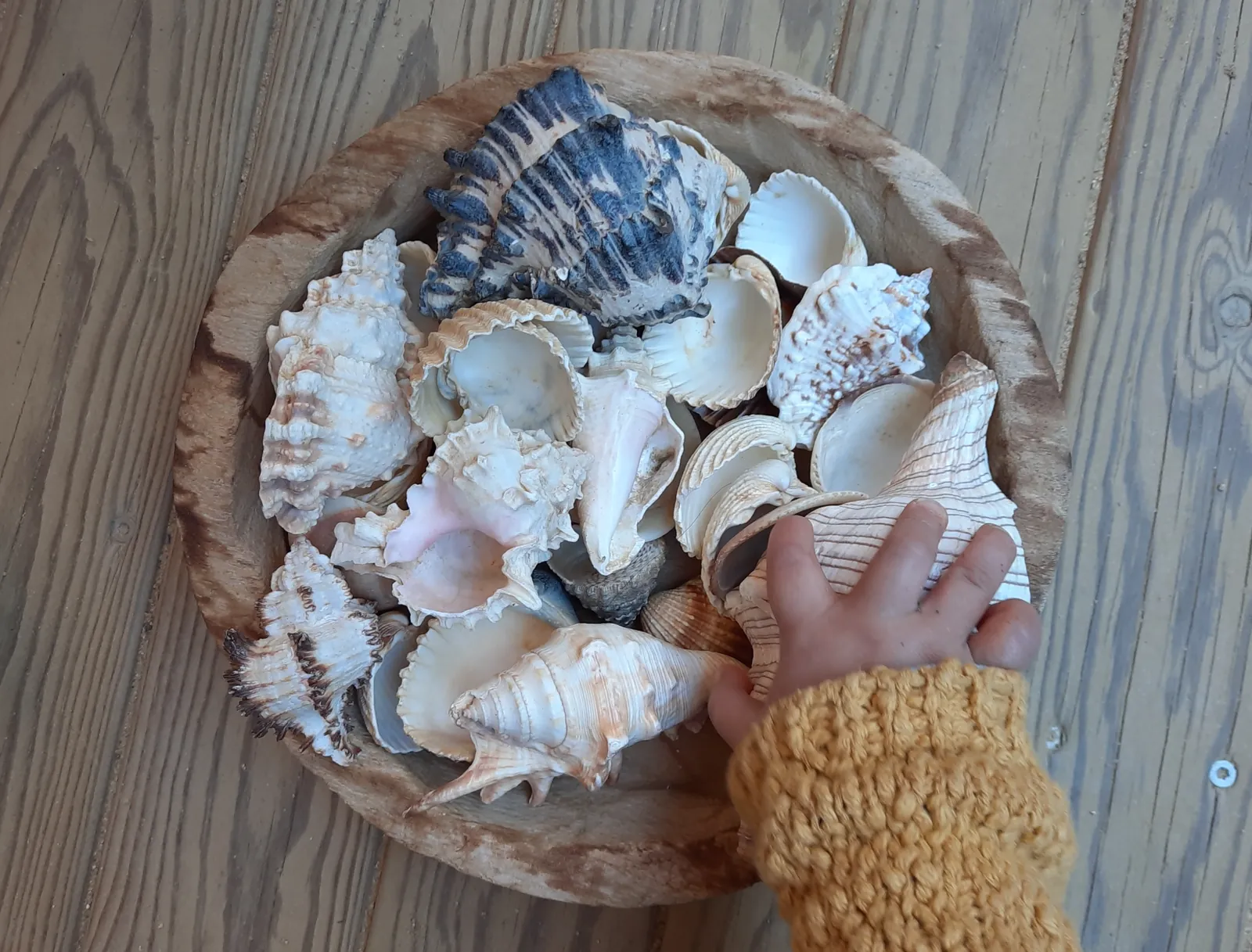 La mà d’un infant agafant una petxina d’un plat ple de petxines